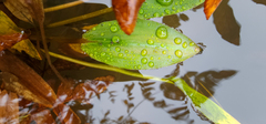 Potamogeton polygonifolius