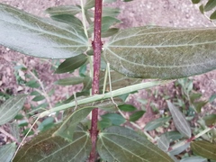 Clonopsis gallica