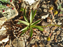 Eryngium sanguisorba