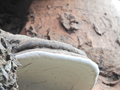 Ganoderma australe