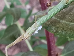 Clonopsis gallica