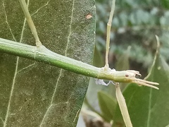 Clonopsis gallica