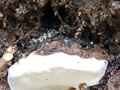 Ganoderma australe