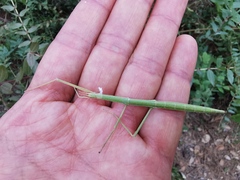 Clonopsis gallica