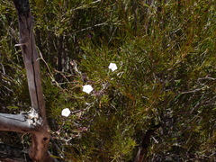 Convolvulaceae
