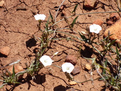 Convolvulaceae