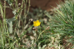 Sonchus aquatilis