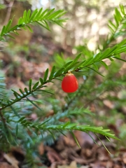 Taxus canadensis