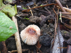 Lepiota castaneidisca