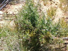 Convolvulaceae