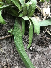 Gasteria acinacifolia