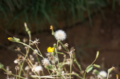 Sonchus aquatilis