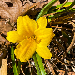 Hemerocallis minor