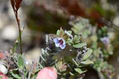 Lobostemon fruticosus