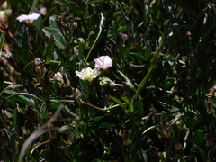 Convolvulaceae