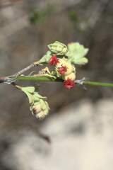 Hermannia trifoliata