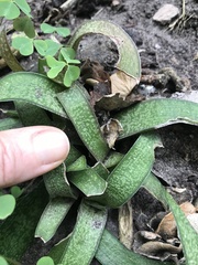 Gasteria acinacifolia