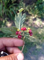 Rauvolfia tetraphylla