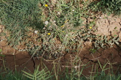 Sonchus aquatilis