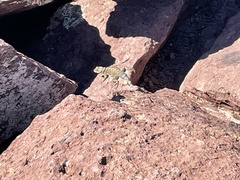 Sceloporus poinsettii