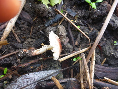 Lepiota castaneidisca