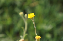 Pulicaria inuloides