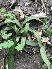 Gasteria acinacifolia