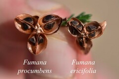 Fumana procumbens