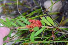 Protea witches broom phytoplasma