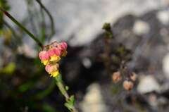 Hermannia concinnifolia