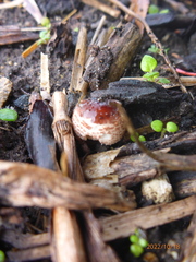 Lepiota castaneidisca