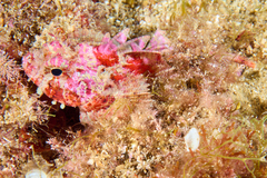 Scorpaena notata