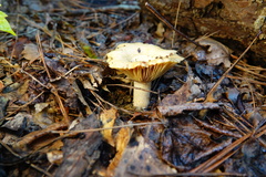 Lactarius subplinthogalus