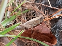 Melanoplus scudderi