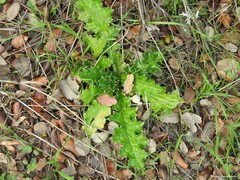 Carduus pycnocephalus