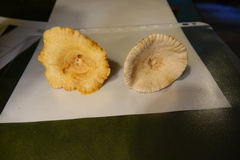Lactarius subplinthogalus