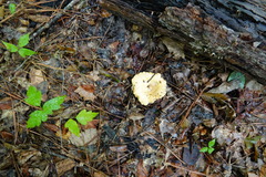 Lactarius subplinthogalus