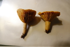 Lactarius subplinthogalus