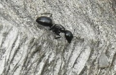 Camponotus aethiops