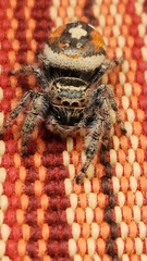 Phidippus californicus