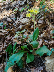 Primula elatior