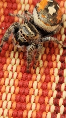 Phidippus californicus