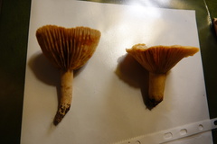 Lactarius subplinthogalus
