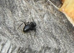 Camponotus aethiops