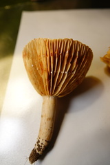Lactarius subplinthogalus