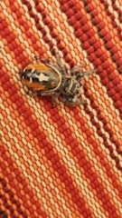 Phidippus californicus