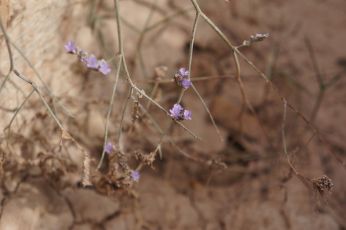 Limonium delicatulum