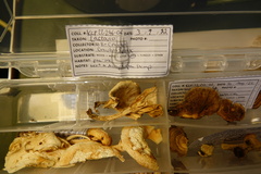 Lactarius subplinthogalus