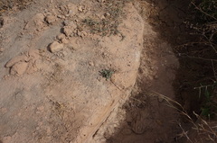 Limonium delicatulum image