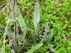 Anchusa officinalis